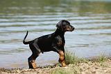 DOBERMANN 1127